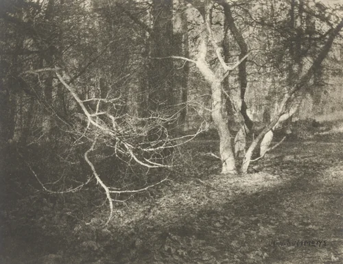 Untitled by H. Y. Sümmons, photograph, 1919