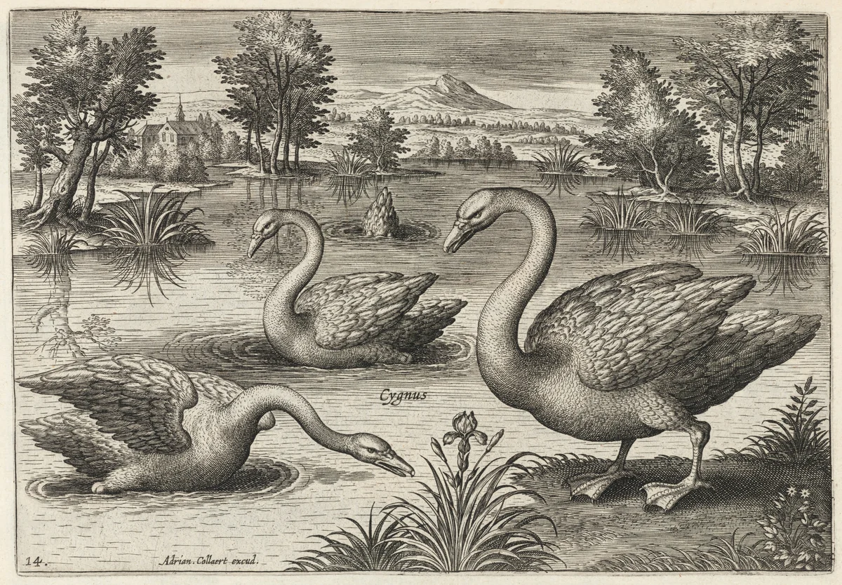 Three Whooper Swans by Adriaen Collaert, print, 1595-1605