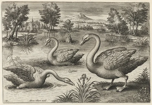 Three Whooper Swans by Adriaen Collaert, print, 1595-1605