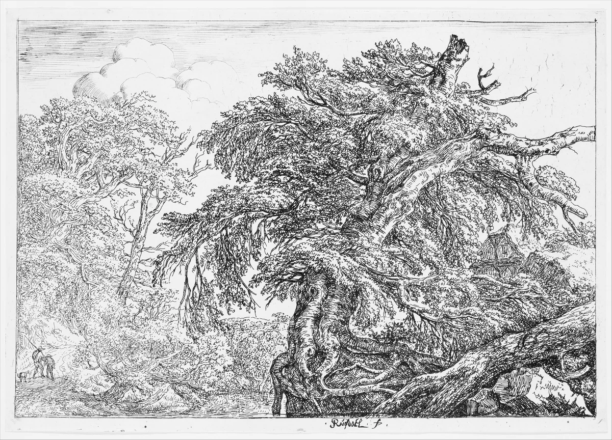 The Great Beech by Jacob van Ruisdael, print, 1650-1682