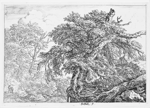 The Great Beech by Jacob van Ruisdael, print, 1650-1682