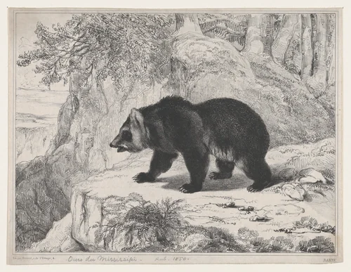 Mississippi Bear by Antoine-Louis Barye, print, 1836