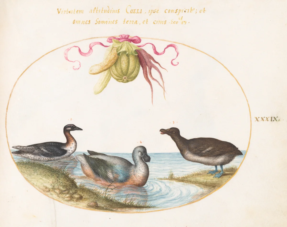 Plate 39: A Scaup with Two Other Waterfowl beneath a Garland of Produce by Joris Hoefnagel, drawing, 1570-1599