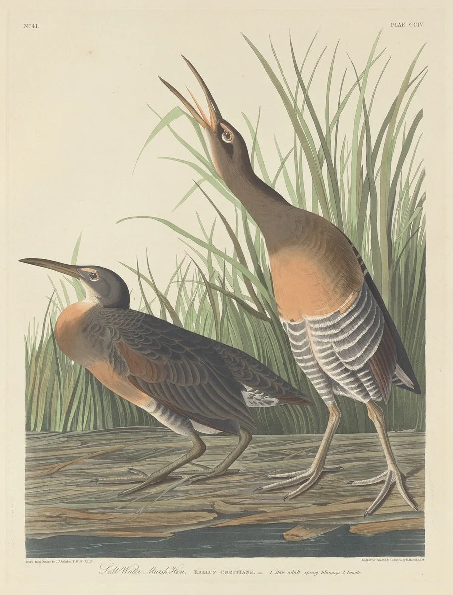 Salt Water Marsh Hen by Robert Havell, Jr.; John James Audubon, print, 1834