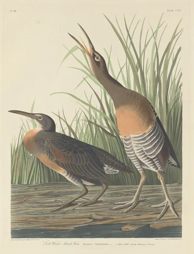 Salt Water Marsh Hen by Robert Havell, Jr.; John James Audubon, print, 1834