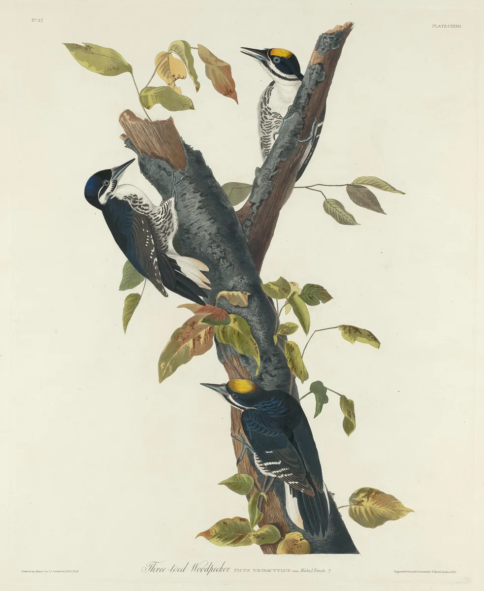 Three-Toed Woodpecker by Robert Havell, Jr.; John James Audubon, print, 1832