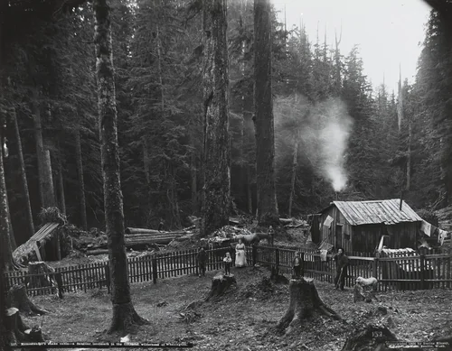 Homesteader's Shake Cabin by Darius Kinsey, photograph, 1906