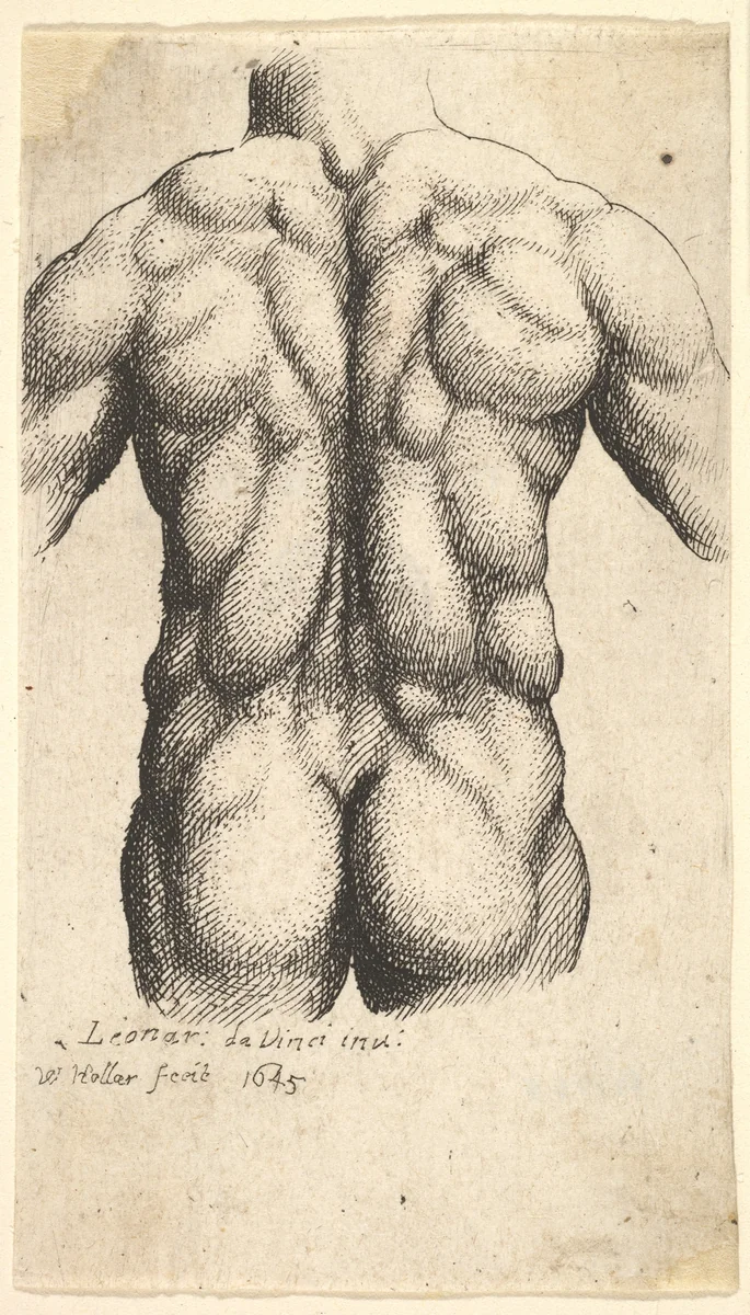 Naked male torso seen from behind by Wenceslaus Hollar, print, 1645