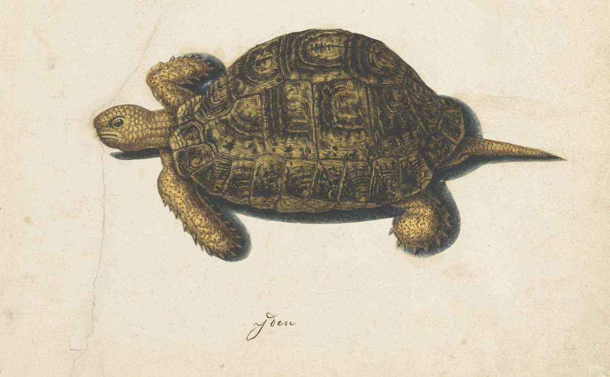 Moerasschildpad by anonymous, drawing, 1560-1585