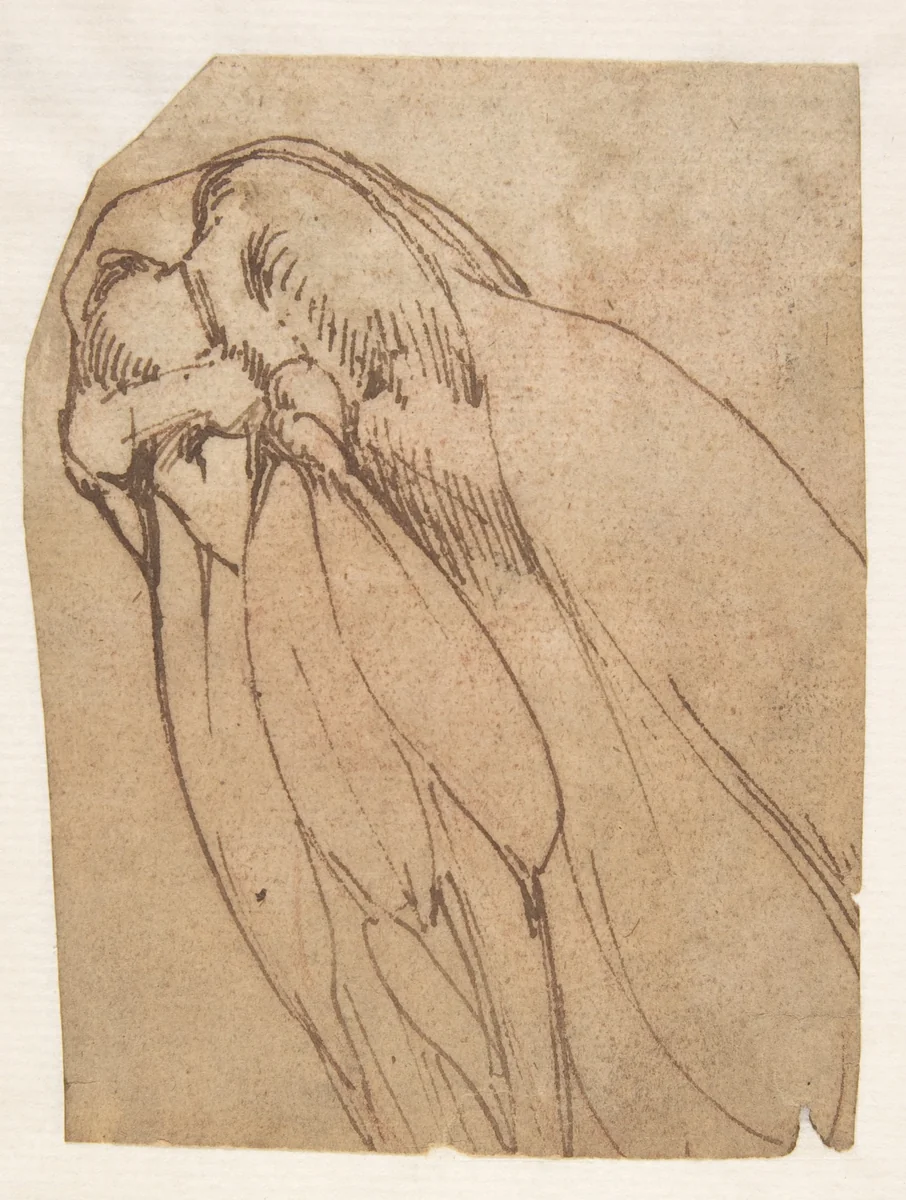 Anatomical Study of a Knee by Michelangelo Buonarroti, drawing, 1475-1564
