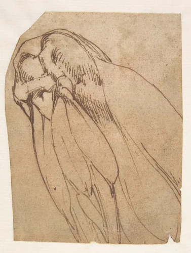 Anatomical Study of a Knee by Michelangelo Buonarroti, drawing, 1475-1564