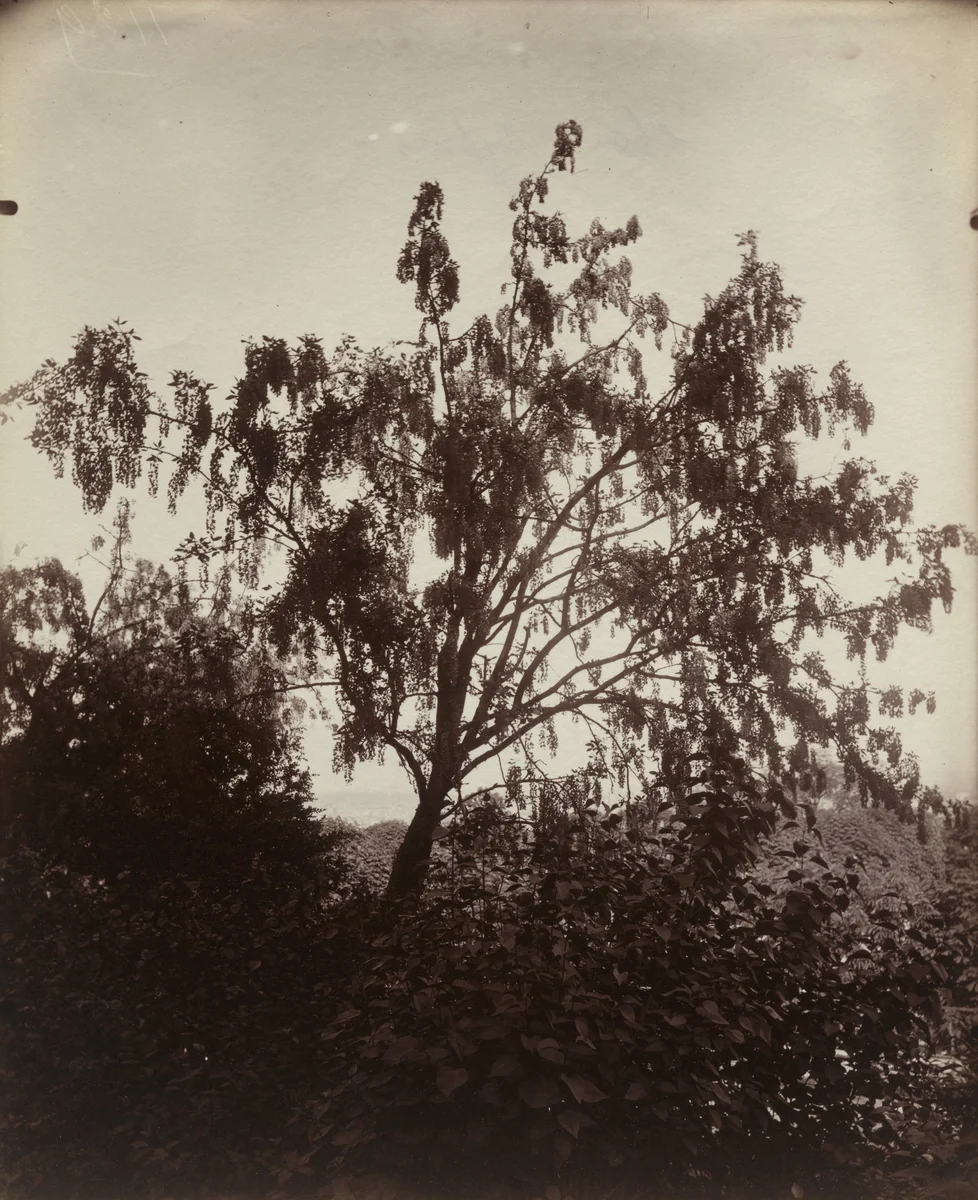 Cytise Ébénier by Eugène Atget, photograph, 1922