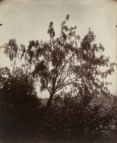 Cytise Ébénier by Eugène Atget, photograph, 1922
