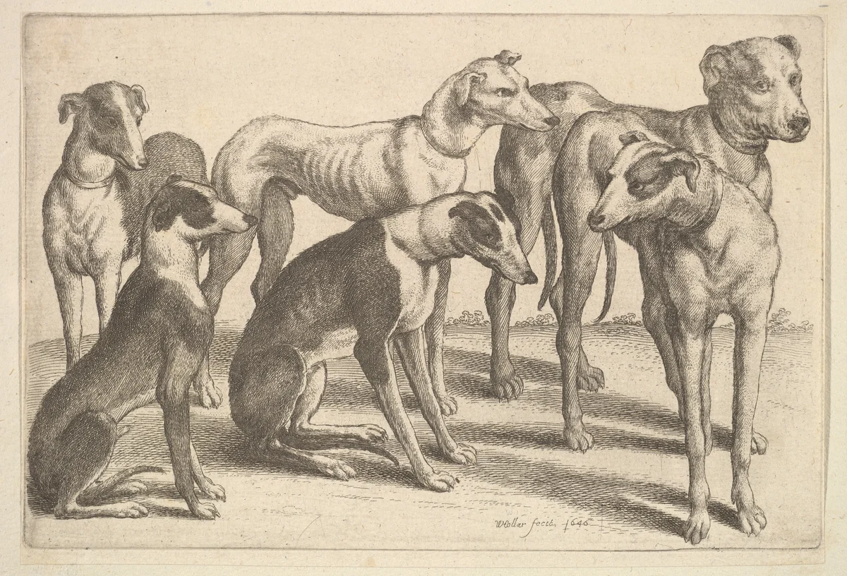 Six Hounds by Wenceslaus Hollar, print, 1646