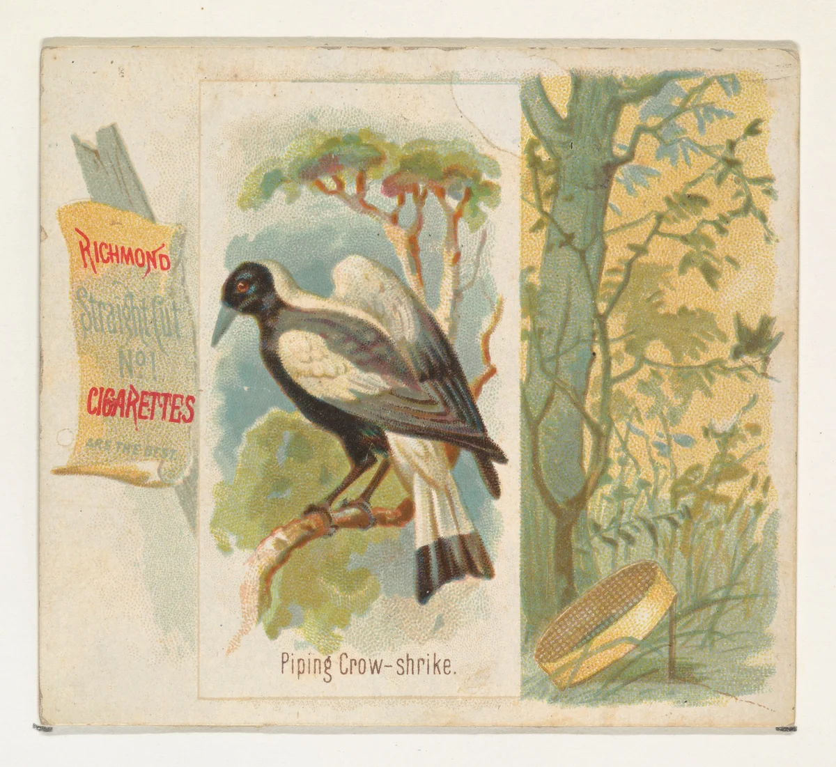 Piping Crow-shrike, from the Song Birds of the World series (N42) for Allen & Ginter Cigarettes by Allen & Ginter, print, 1890