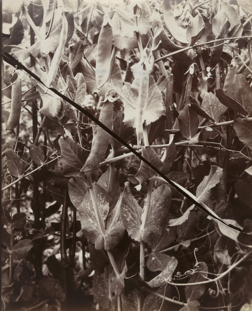 Petit Pois by Eugène Atget, photograph, 1919