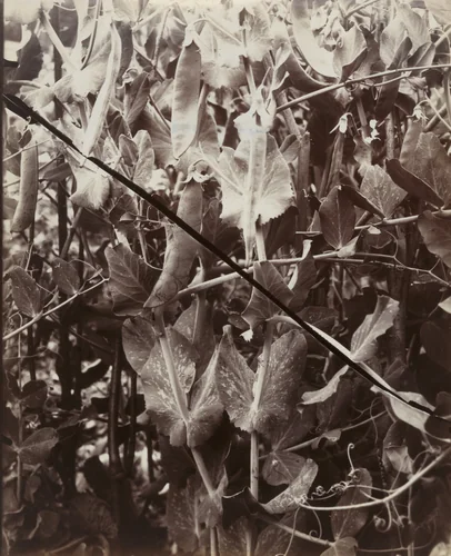 Petit Pois by Eugène Atget, photograph, 1919