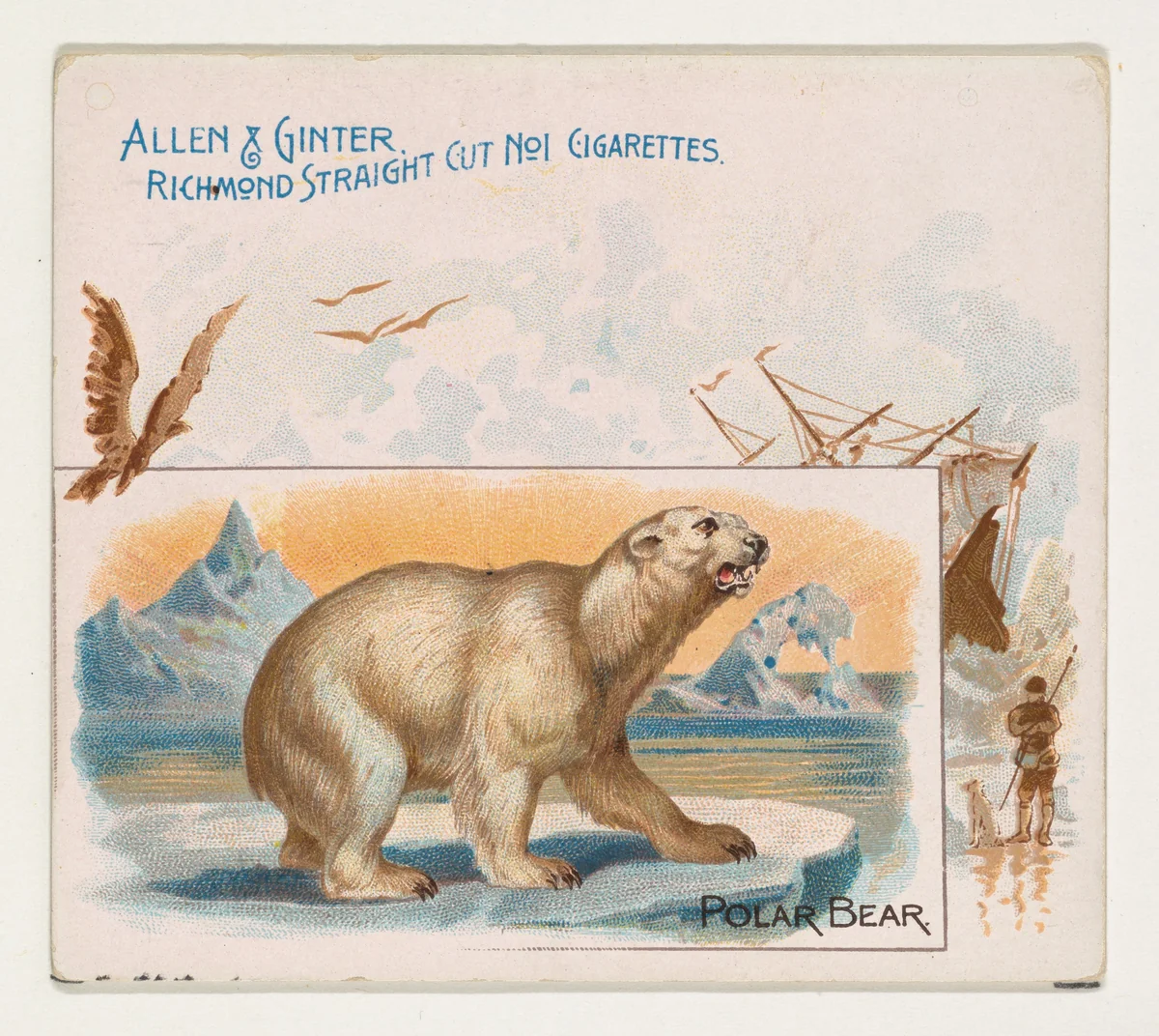 Polar Bear, from Quadrupeds series (N41) for Allen & Ginter Cigarettes by Allen & Ginter, print, 1890