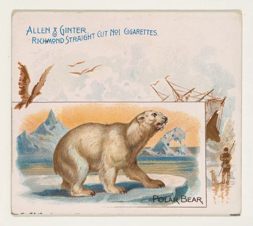 Polar Bear, from Quadrupeds series (N41) for Allen & Ginter Cigarettes by Allen & Ginter, print, 1890