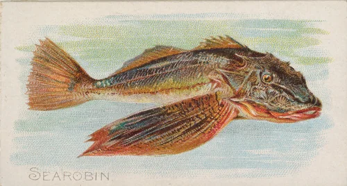 Sea Robin, from the Fish from American Waters series (N8) for Allen & Ginter Cigarettes Brands by Allen & Ginter, print, 1889