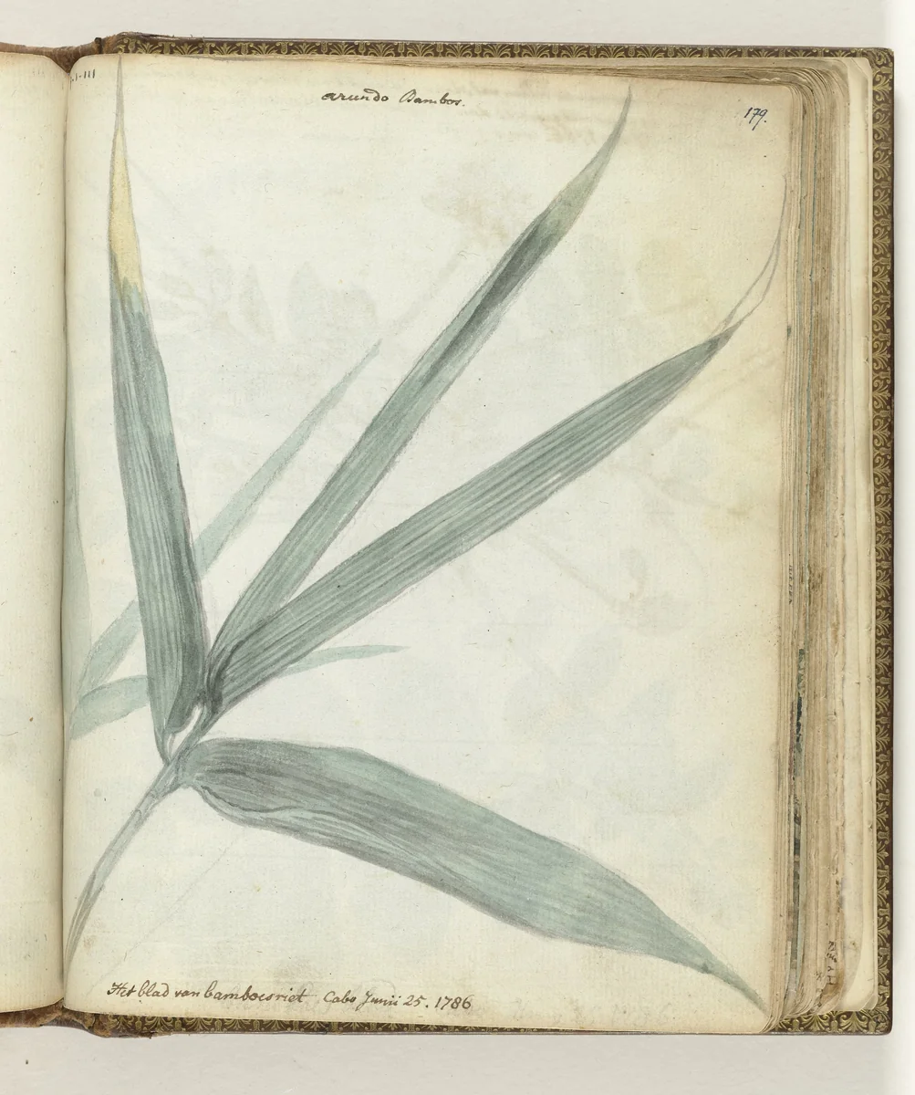 Het blad van bamboeriet by Jan Brandes, drawing, 1786