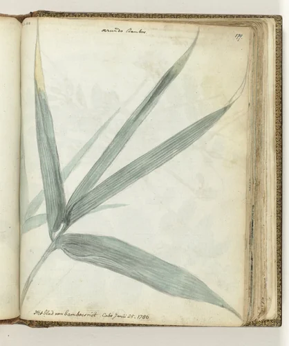 Het blad van bamboeriet by Jan Brandes, drawing, 1786