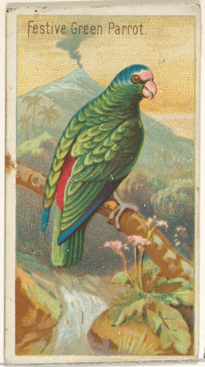 Festive Green Parrot, from the Birds of the Tropics series (N5) for Allen & Ginter Cigarettes Brands by Allen & Ginter, print, 1889