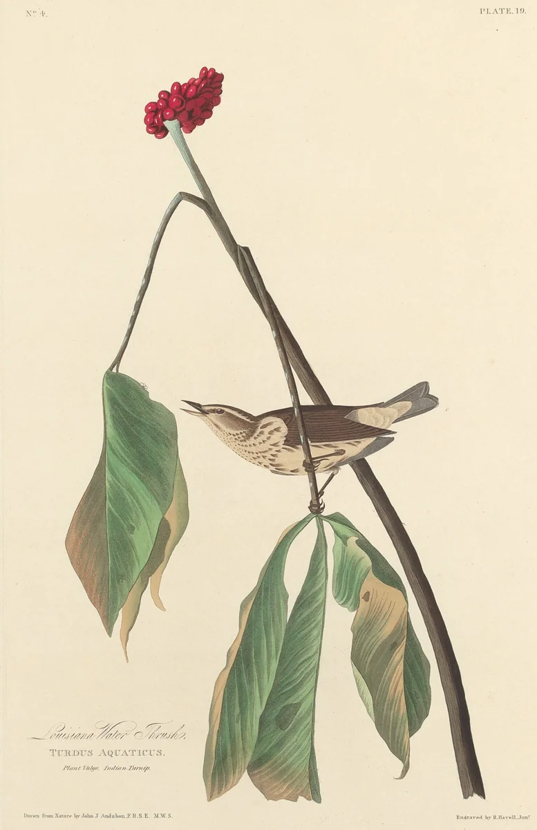Louisiana Water Thrush by Robert Havell, Jr.; John James Audubon, print, 1827