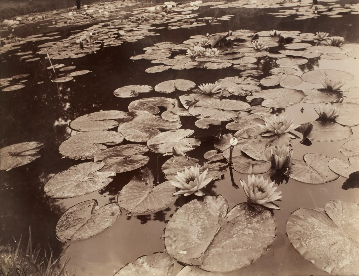 Nymphéas (Bagatelle) by Eugène Atget, photograph, 1925