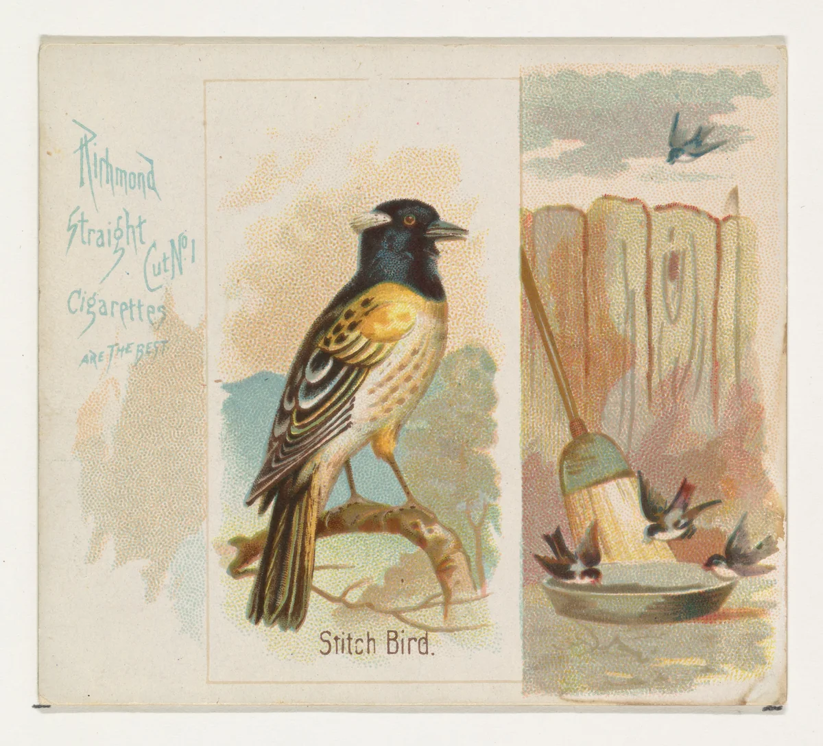Stitch Bird, from the Song Birds of the World series (N42) for Allen & Ginter Cigarettes by Allen & Ginter, print, 1890
