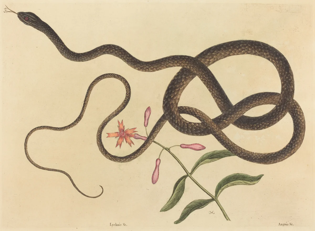 The Coach-whip Snake (Coluber flagellum) by Mark Catesby, print, 1731-1743