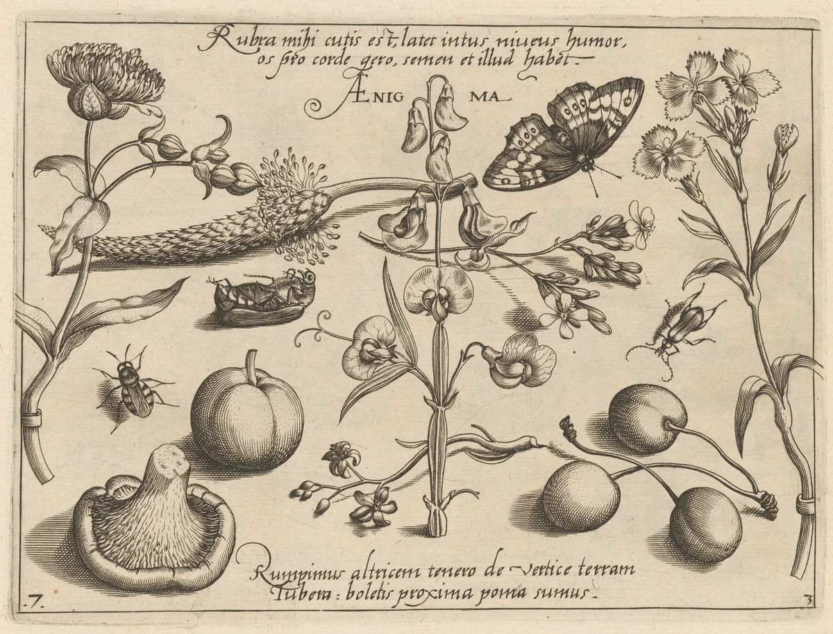 Archetypa studiaque patris Georgii Hoefnagelii [Part 3, Plate 7] by Jacob Hoefnagel; Joris Hoefnagel, print, 1592