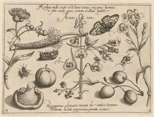 Archetypa studiaque patris Georgii Hoefnagelii [Part 3, Plate 7] by Jacob Hoefnagel; Joris Hoefnagel, print, 1592