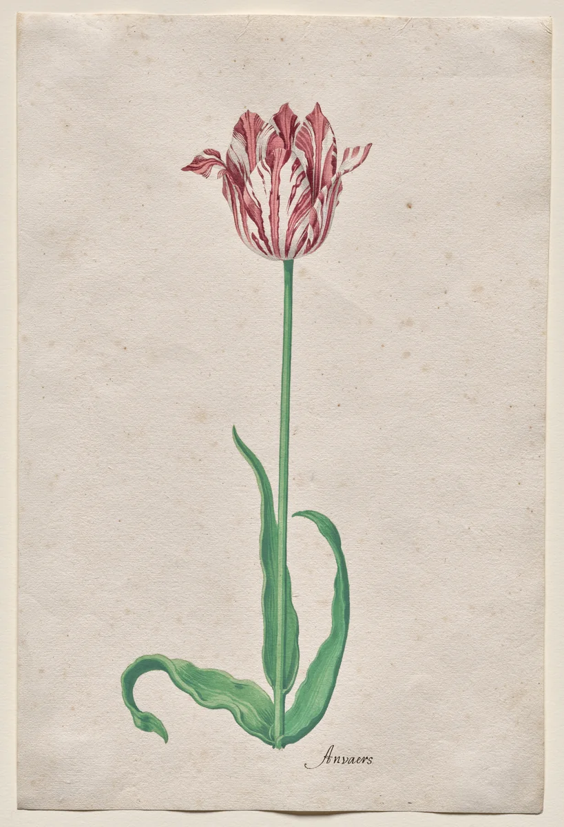 Study of a Tulip (Anvaers) by Pieter Holsteyn, drawing, 1640-1650