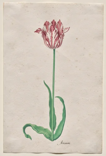 Study of a Tulip (Anvaers) by Pieter Holsteyn, drawing, 1640-1650