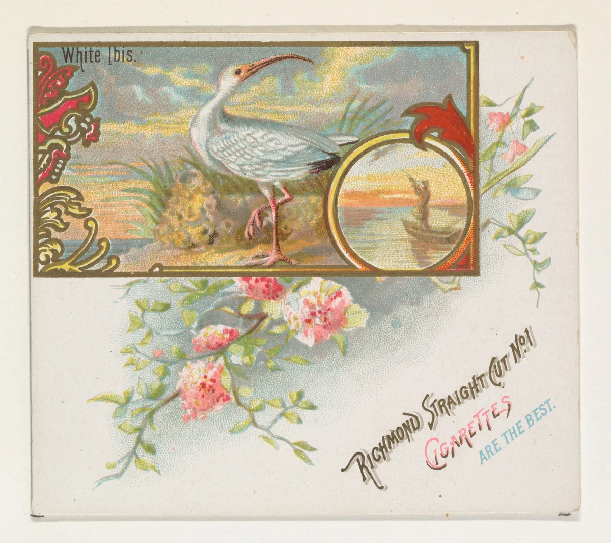 White Ibis, from the Game Birds series (N40) for Allen & Ginter Cigarettes by Allen & Ginter, print, 1888-1890