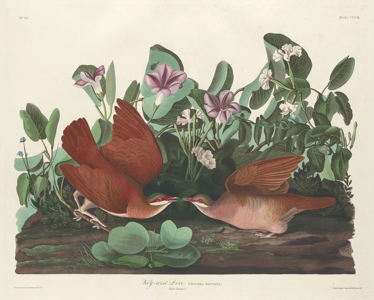 Key-west Dove by Robert Havell, Jr.; John James Audubon, print, 1833
