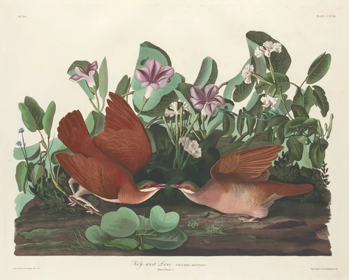 Key-west Dove by Robert Havell, Jr.; John James Audubon, print, 1833