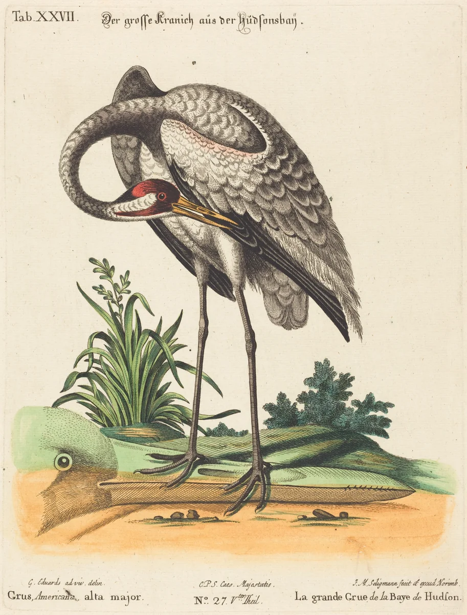 Grus Americana, alta major by Johann Michael Seligmann, print, 1720-1762