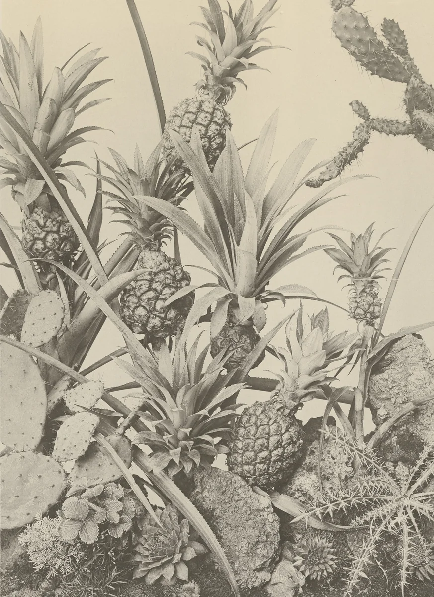 Page from Festons und Dekorative Gruppen by Unidentified Photographer, photograph, 1893