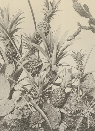 Page from Festons und Dekorative Gruppen by Unidentified Photographer, photograph, 1893