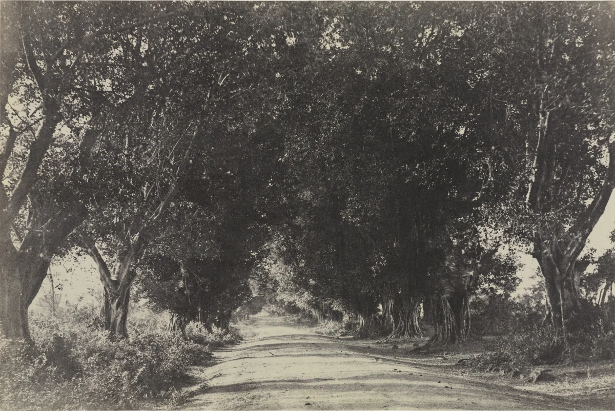 Avenue of the Banian Trees, Seringham, India by Captain Linnaeus Tripe, photograph, 1858