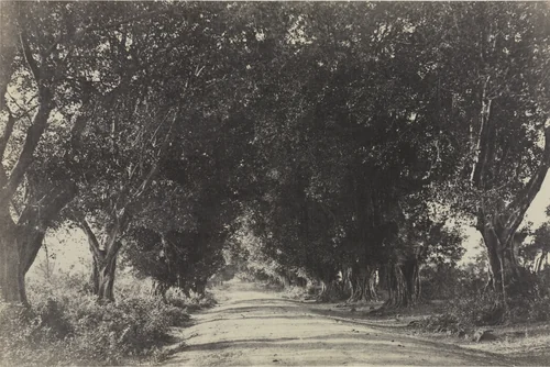 Avenue of the Banian Trees, Seringham, India by Captain Linnaeus Tripe, photograph, 1858