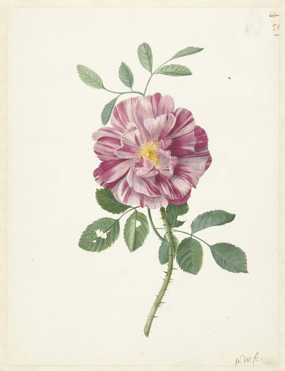 Gallic Rose (Rosa gallica  L. ‘Versicolor’) by Pieter Withoos, drawing, 1686-1692