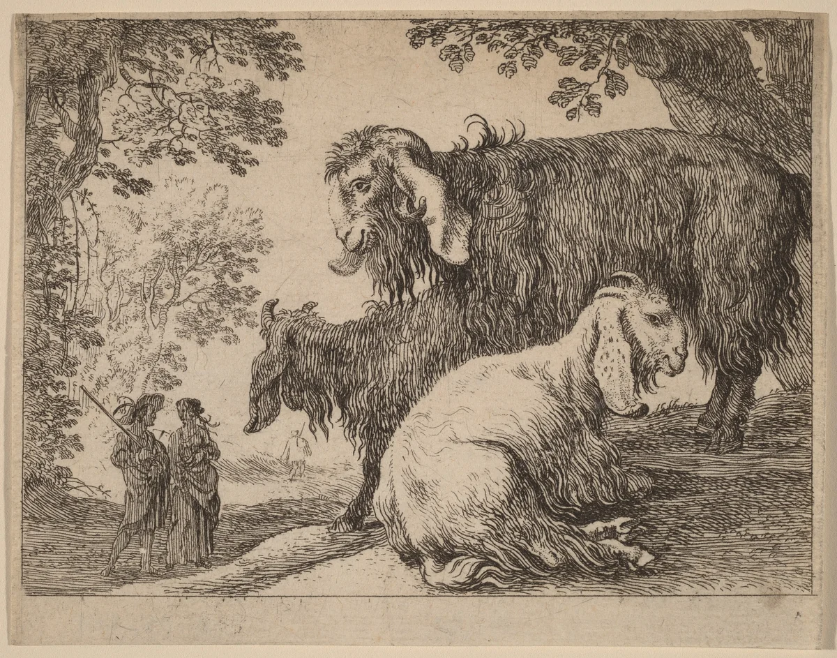 Angora Sheep by Herman van Swanevelt, print, 1600-1655