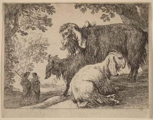 Angora Sheep by Herman van Swanevelt, print, 1600-1655