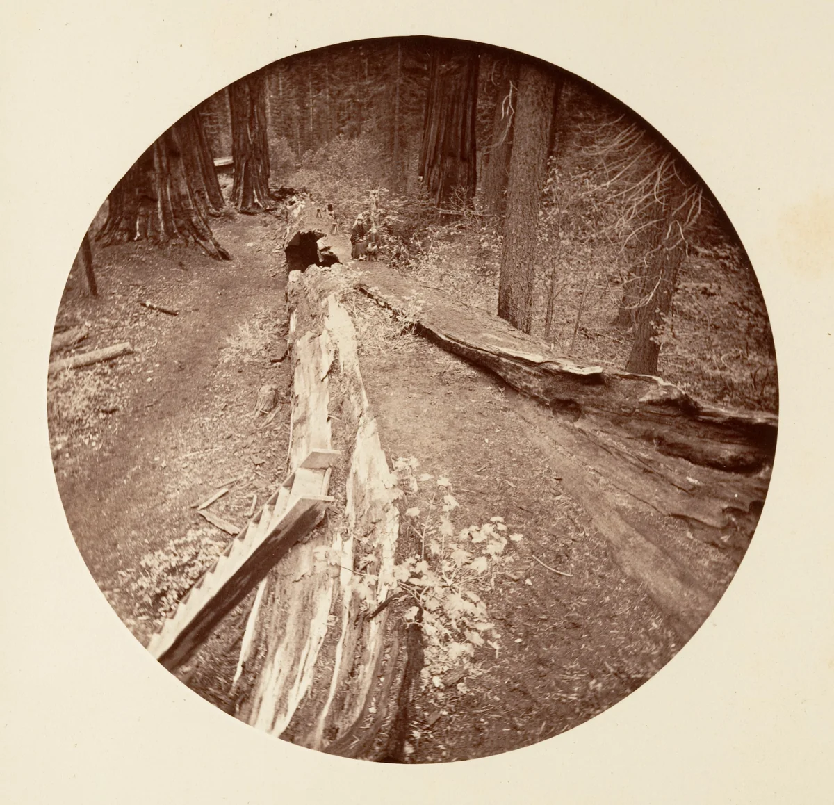 The Father of the Forest 450 Ft Long, C. Grove by Carleton E. Watkins, photograph, 1876-1880