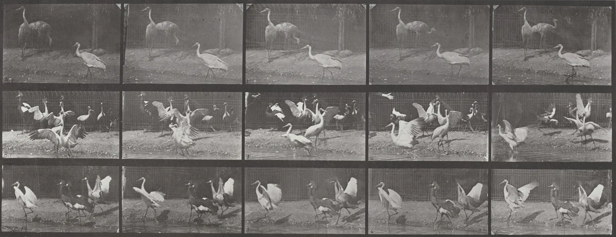 Plate Number 778. Storks, swans, etc. by Eadweard Muybridge, photograph, 1887
