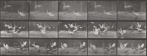 Plate Number 778. Storks, swans, etc. by Eadweard Muybridge, photograph, 1887