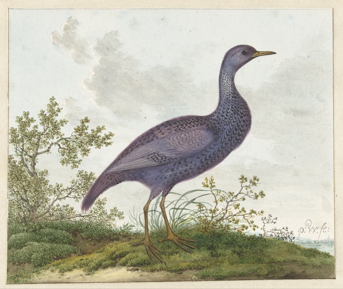 Spotted Crake (Porzana porzana) ? by Pieter Withoos, drawing, 1687-1692